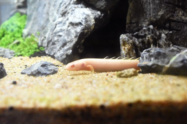 Polypterus senegalus albino.JPG