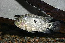 220px-Herichthys_cyanoguttatum_(Rio_Grande_Cichlid).jpg