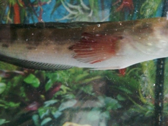 Bleeding Rotting Fin Snakehead Fin Rot Monsterfishkeepers Com