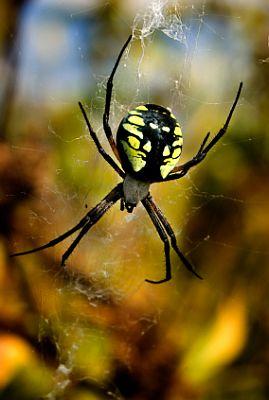 110428-269x400-Yellow_Garden_Spider.jpg