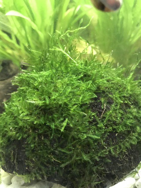 Java Moss 5x3in Mat