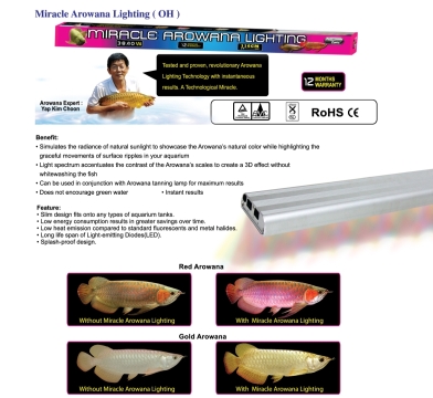 Qian Hu Miracle Arowana Lighting small.jpg