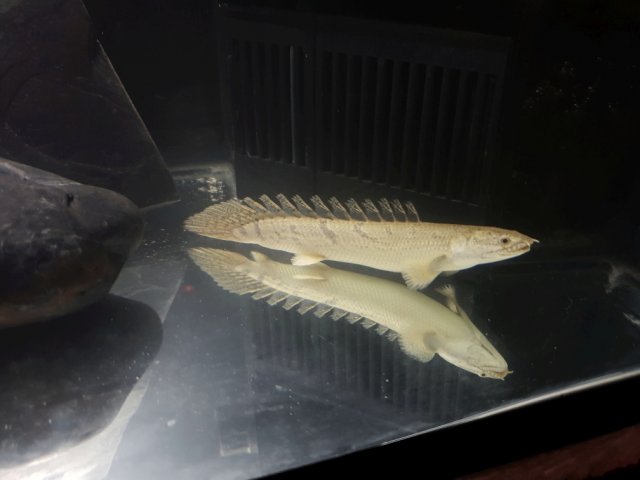 BA Baby Bichir 1a smalla.jpg