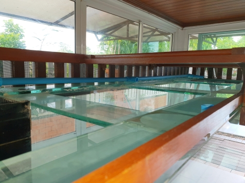 Arowana Tank Return Line 2 small.jpg