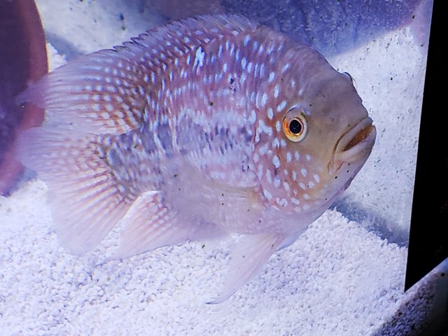 Red texas 2024 cichlid petsmart