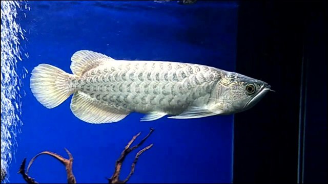 arowana batik