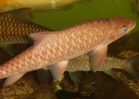 miller-or-red-fish-m-cd6f5.jpg