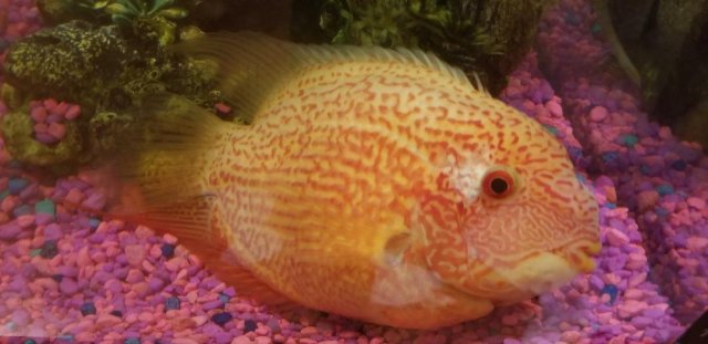 severum2.jpg