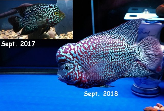 Drakaris Sept 2017 to Sept 2018 medium.jpg