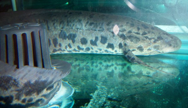 Lungfish 2 foot 2.JPG