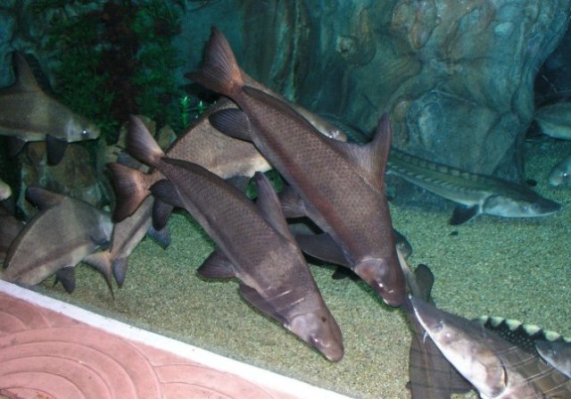 chinesehighfinshark4.jpg