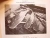piraiba-book_pic.jpg