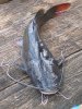 Asian%20Redtail%20Catfish.jpg