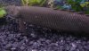 original bichir.JPG