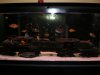 55 Gallon African Cichlids 001.jpg