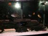 55 Gallon African Cichlids 002.jpg