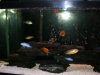 55 Gallon African Cichlids 003.jpg