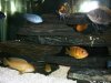 55 Gallon African Cichlids 011.jpg