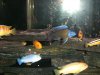 55 Gallon African Cichlids 038.jpg