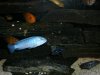 55 Gallon African Cichlids 073.jpg