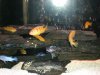 55 Gallon African Cichlids 056.jpg