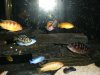 55 Gallon African Cichlids 055.jpg