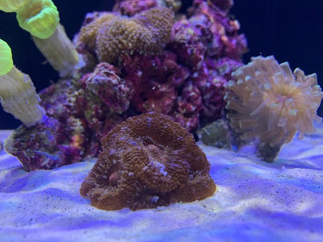 acan.jpg