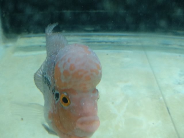 flowerhorn white spot treatment