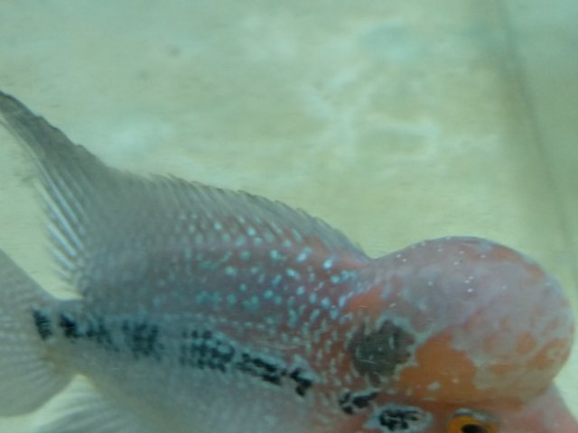 white flowerhorn fish