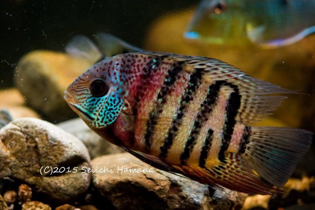 tiger severum