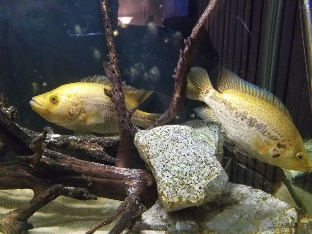 gold jaguar cichlid