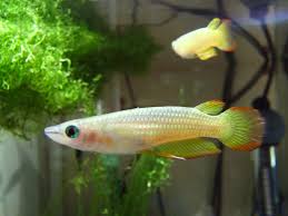 Golden Wonder Killifish Male Vs Female - vipdownloadimage