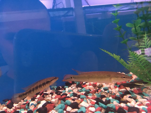 black line pike cichlid