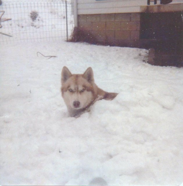 Benjamin in snow.jpg