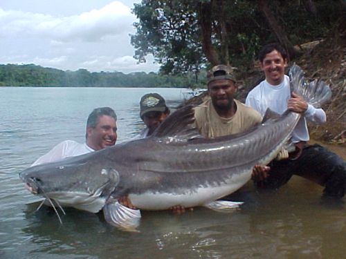 peixes-do-amazonas-e-risco-de-extincao-4.jpg