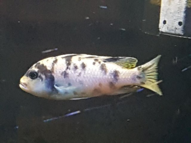 cichlid1.jpg