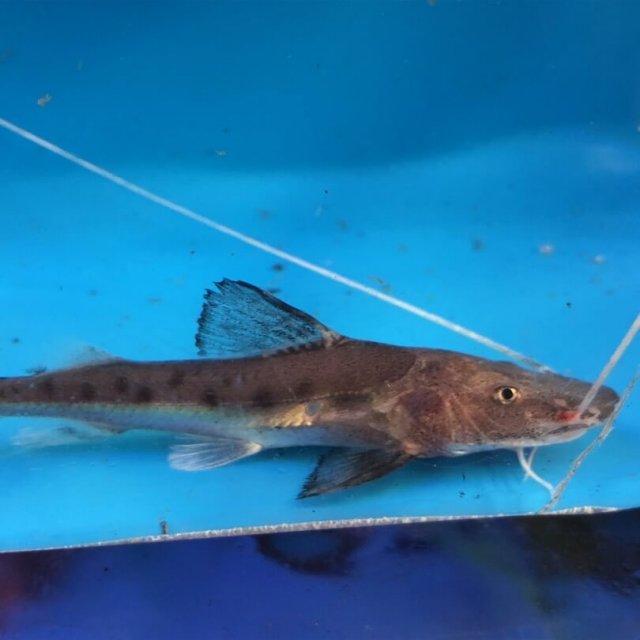 exoticfishshop.com-brachyplatystoma-filamentosum-catfish-1.jpg