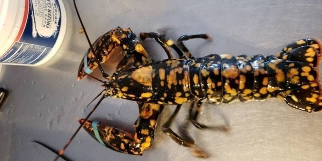 calico-lobster-e1538580488230.jpg