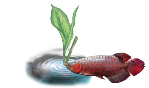 OF-O-Arowana-Disease-picture-600x354.png