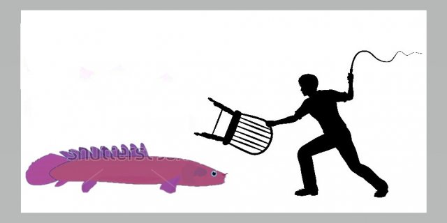 bichir trainer.jpg