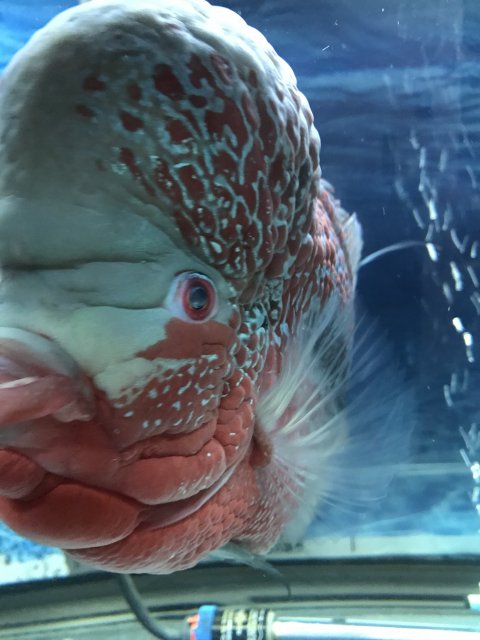 flowerhorn blindness treatment