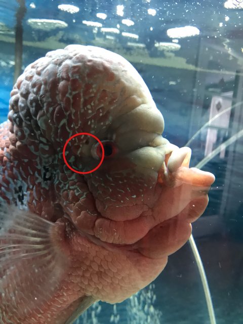 hexa treatment for flowerhorn