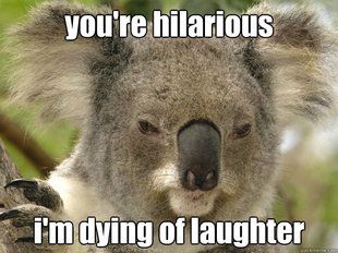 a917c79c062c62bc55f070a23f3d2f22--koala-meme-koala-funny.jpg