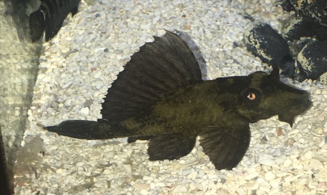 Rhino Pleco.jpg