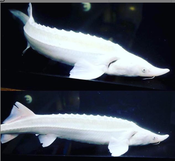 plat sturgeon.png