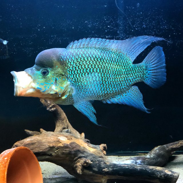 XL Umbee | MonsterFishKeepers.com