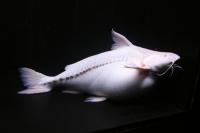 albino white granulated catfish.jpg