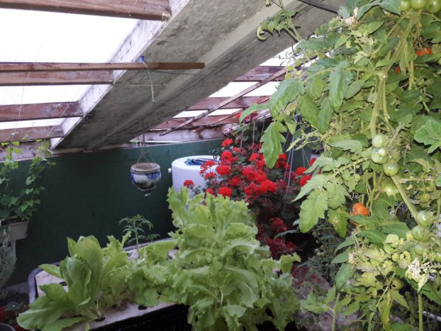 May-24th-2018-Aquaponics-greenhouse-tomatoes-and-more.jpg