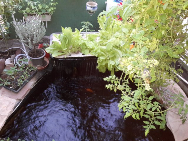 May-24th-2018-Aquaponics-greenhouse.jpg