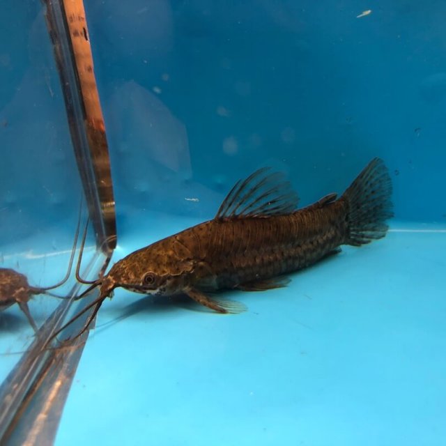 exoticfishshop.com-Hoplosternum-littorale-forktail-hoplo-catfish-02.jpg